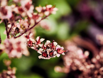 Close-up of pink flowering plant