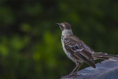 Close-up of bird perching on wood