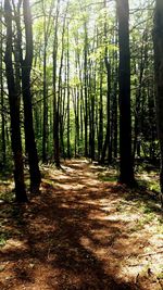 Trees in forest