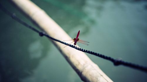 Close-up of dragonfly on string