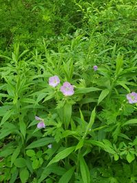 High angle view of purple flowering plants