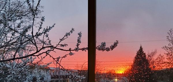Bare tree against sky seen through glass window during sunset