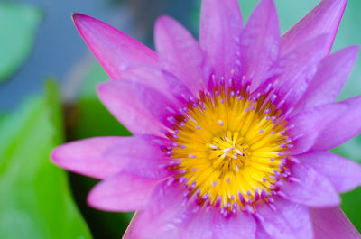 Close-up of pink crocus blooming outdoors