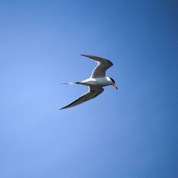 Low angle view of seagull flying against sky