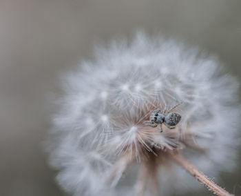 Close-up of white dandelion flower