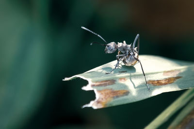 Close-up of dragonfly