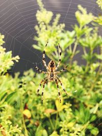 Close-up of spider on web