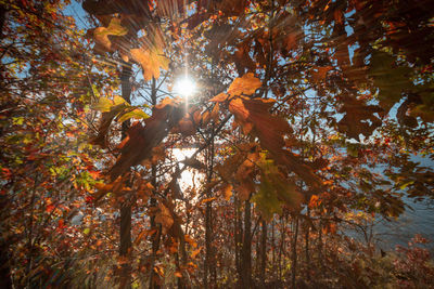 Low angle view of sunlight streaming through tree during autumn