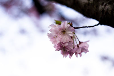 Close-up of pink cherry blossom