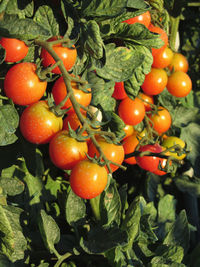 Close-up of fruits hanging on tree