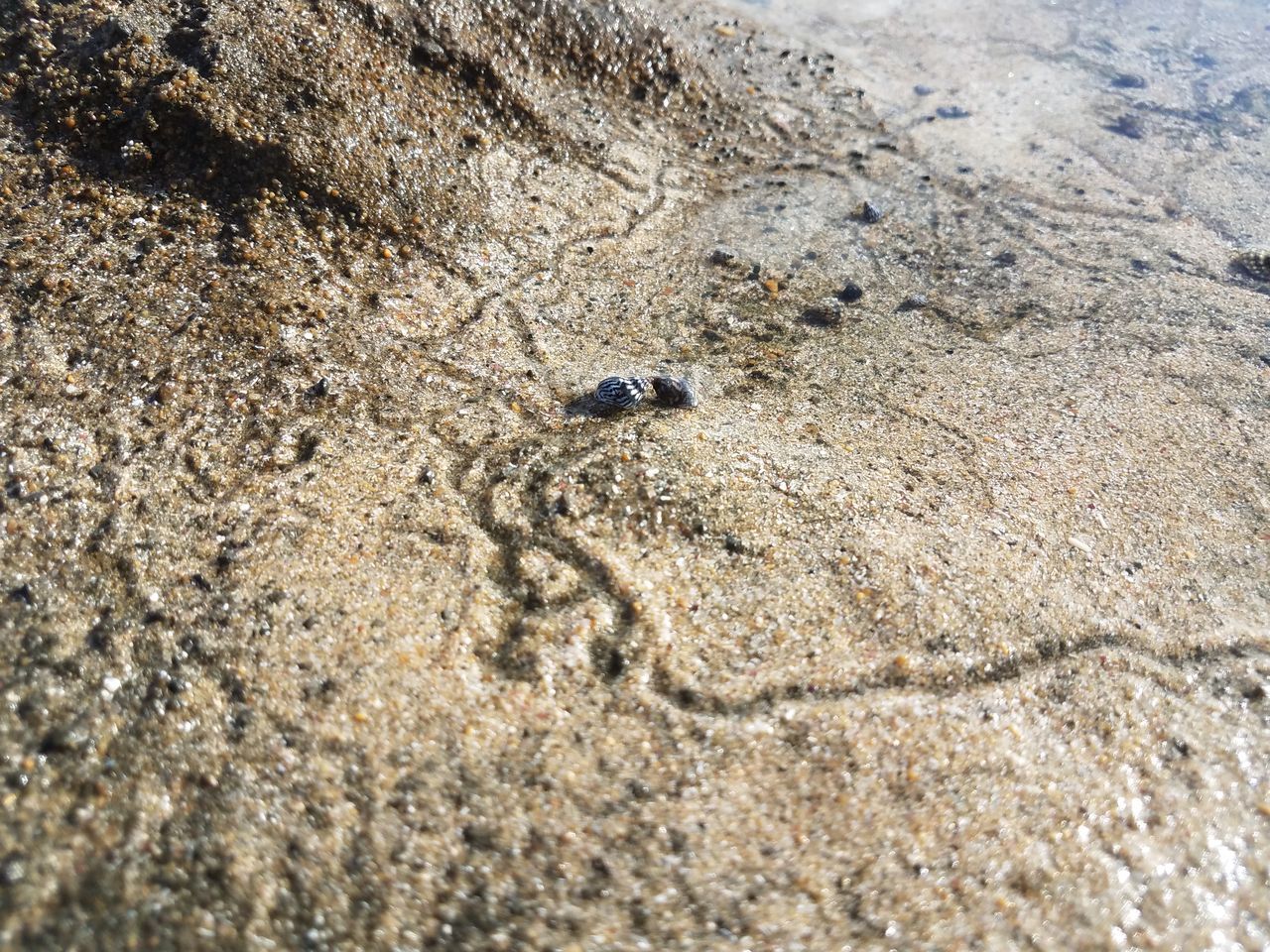 HIGH ANGLE VIEW OF INSECT ON SAND LAND