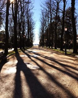 Shadow of trees on road