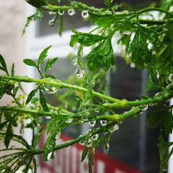 Close-up of fresh green plants in water