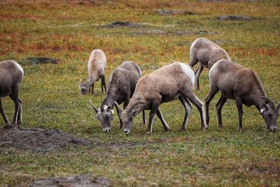 Sheep grazing in a field