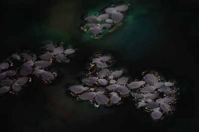 Close-up of water lily