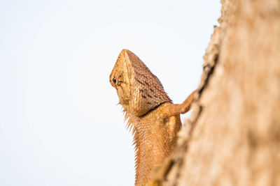 Close-up of squirrel