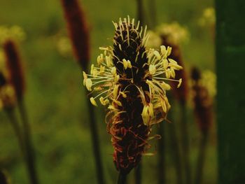 Close-up of flower blooming outdoors