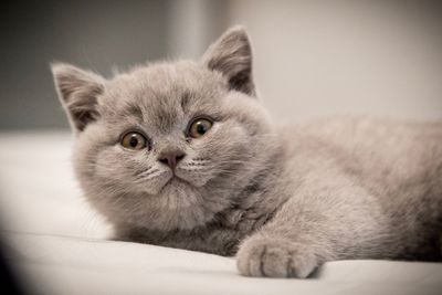 Close-up portrait of cat relaxing at home