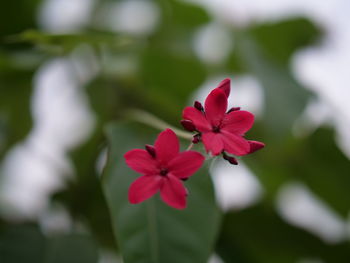 Close-up of pink flowering plant