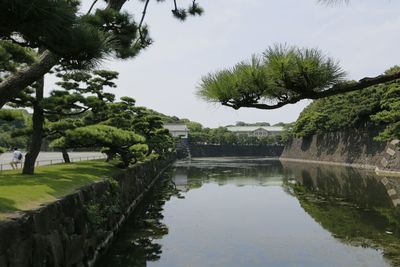 Reflection of trees in water