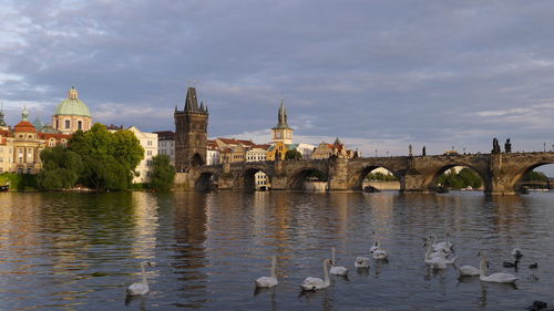 View of swans on river against cloudy sky