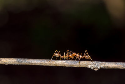 Close-up of ants on stick