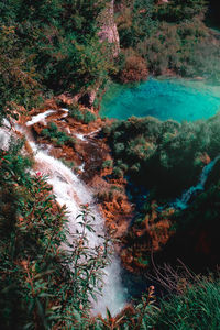 Scenic view of river stream amidst trees in forest