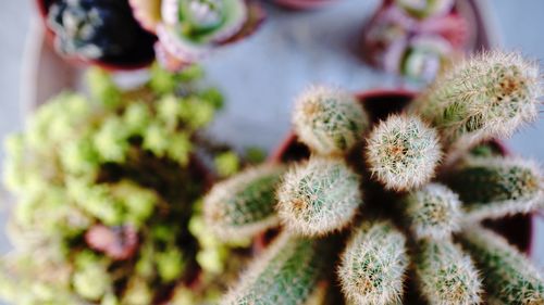 Close-up of cactus