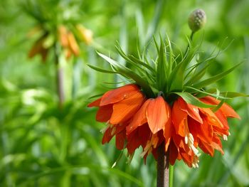 Close-up of orange flower blooming outdoors