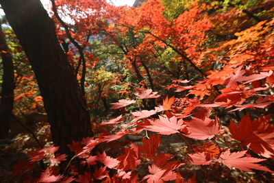 Autumn leaves on tree trunk