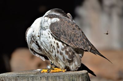 Close-up of owl perching on wood