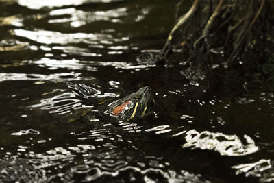 Close-up of turtle swimming in lake