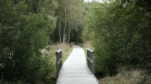 Footpath amidst trees in forest