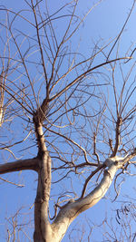 Low angle view of bare trees against blue sky