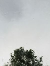 Full frame shot of water drops on tree against sky