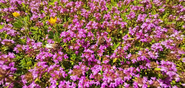 Close-up of pink flowering plants on field