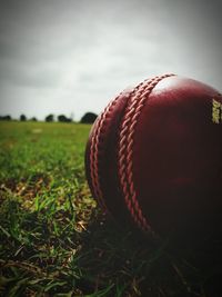 Close-up of grass on field