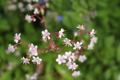 Close-up of white flowering plant