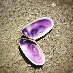 Close-up of purple on sand