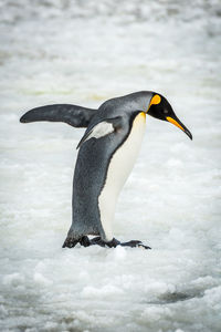 Side view of penguin