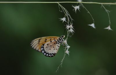 Close-up of butterfly on leaf