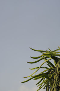 Low angle view of plant against clear sky