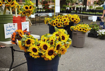 Close-up of yellow flowers in pot