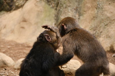 Monkeys sitting outdoors