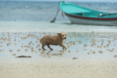 Dog on beach