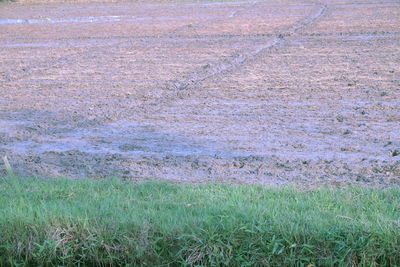 Scenic view of field