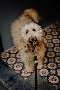 Long-haired goldendoodle dog looking up smiling 