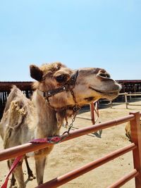 Side view of camel against clear sky