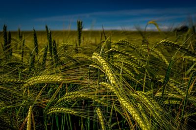 Close-up of wheat growing on field against sky