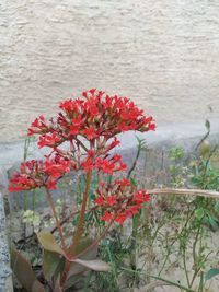 Close-up of red flowering plant